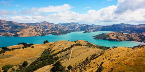 Panoramic view of Akaroa Harbour and golden hills of Banks Peninsula