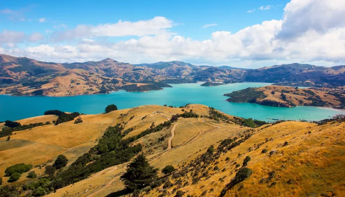 Panoramic view of Akaroa Harbour and golden hills of Banks Peninsula