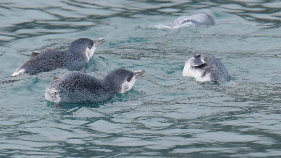White-flippered penguins swimming in Akaroa Harbour, Banks Peninsula, New Zealand