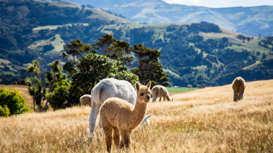 Young alpaca standing in golden grass with rolling Akaroa hills in the background at Shamarra Alpaca Farm