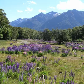 Field of purple lupins in Arthur’s Pass National Park with forest and Southern Alps mountains in the background