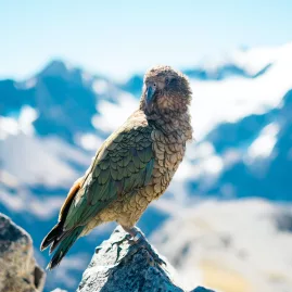 Native kea parrot perched on a rock with snowy mountains in the distance