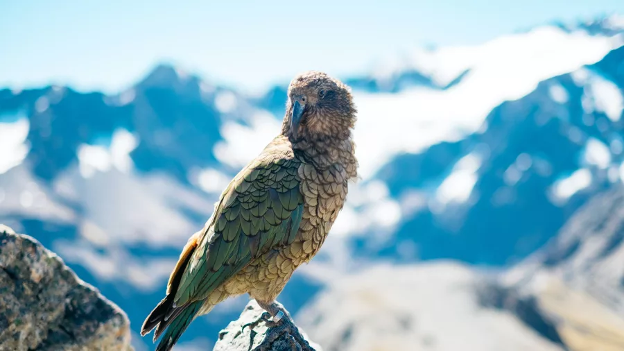 Native kea parrot perched on a rock with snowy mountains in the distance