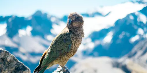 Native kea parrot perched on a rock with snowy mountains in the distance