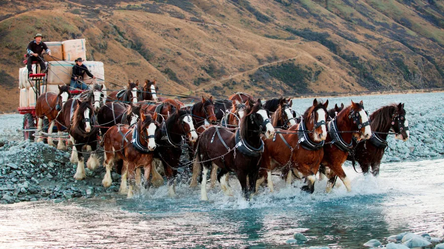 Team of Clydesdale horses pulling a wagon across a river at Erewhon Station, Canterbury high country, New Zealand