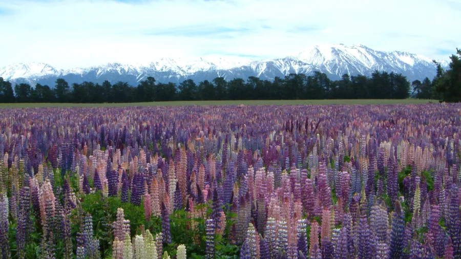 Field of blooming lupins near Methven with snow-capped mountains in the background