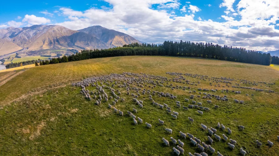 Flock of sheep grazing at Middle Rock Station near Methven, Canterbury