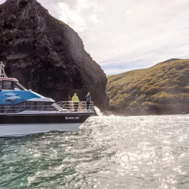 Black Cat Cruises boat touring near cliffs in Akaroa Harbour, Banks Peninsula
