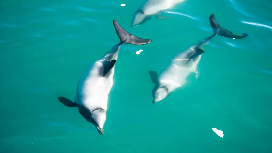 Three Hector’s dolphins swimming gracefully in the clear blue waters of Akaroa Harbour