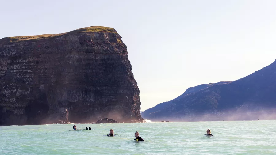 Tourists swimming with dolphins near cliffs in Akaroa Marine Reserve, Banks Peninsula