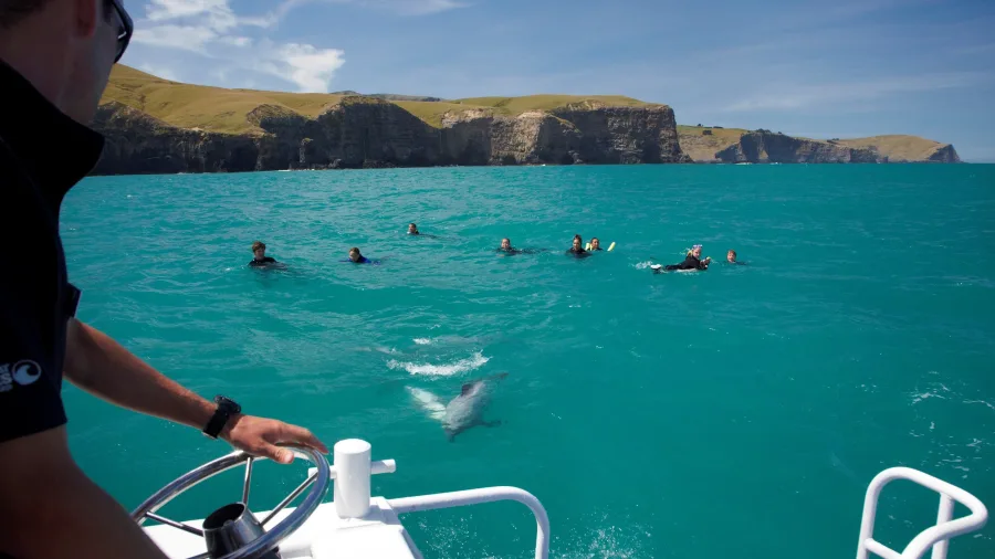 Black Cat guide and swimmers with dolphin in turquoise Akaroa water