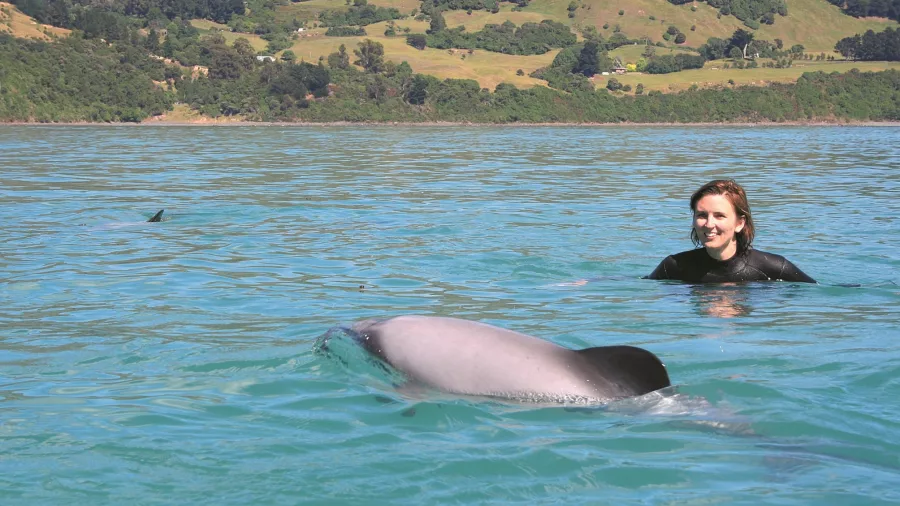 Dolphin swimming near smiling swimmer in Akaroa