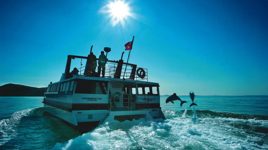 Dolphins leaping behind boat on Akaroa dolphin cruise