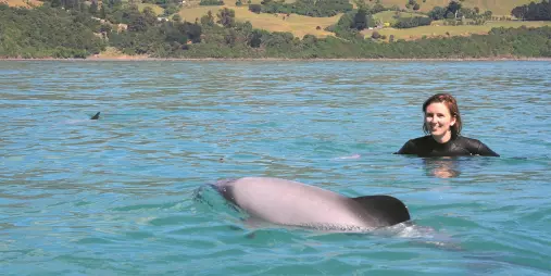 Dolphin swimming near smiling swimmer in Akaroa