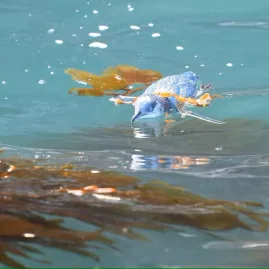Little blue penguin swimming near kelp in Akaroa Harbour