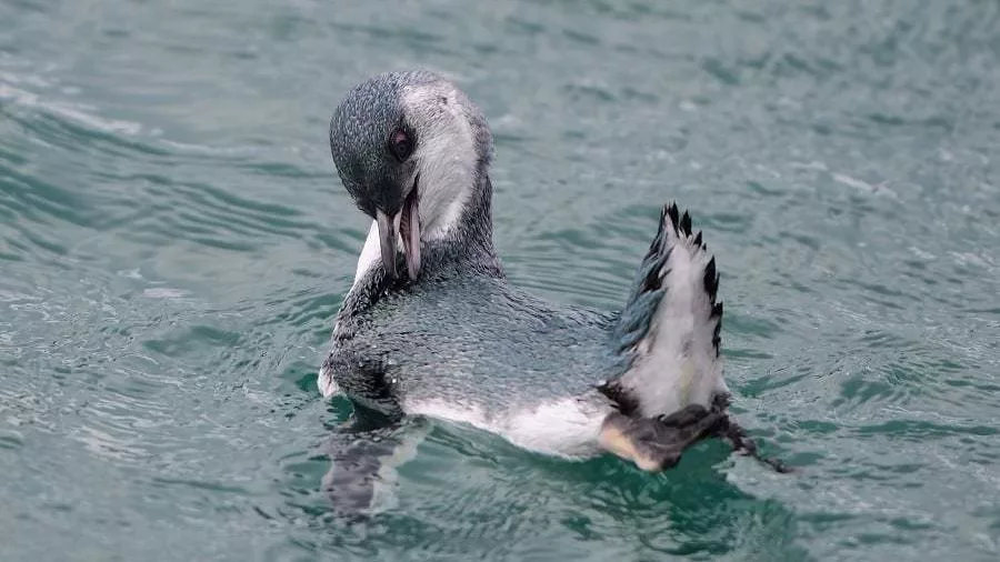 White-flippered little penguin preening in the water near Akaroa