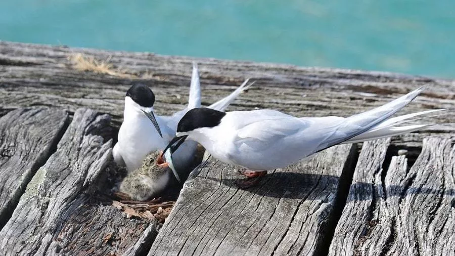 Two white-fronted terns feeding their chick on a wooden pier
