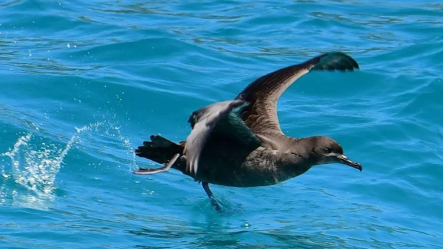 Sooty shearwater taking off from the surface of the ocean