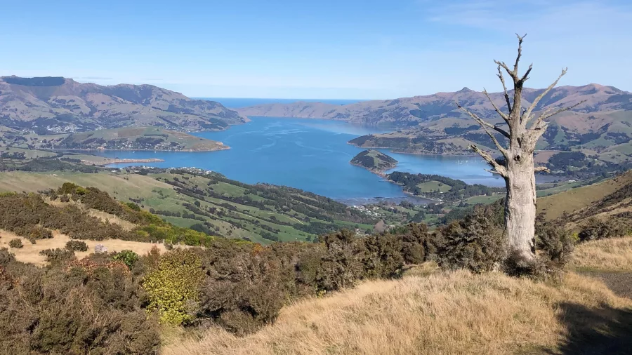Panoramic view of Akaroa Harbour from Summit Road with hills and a lone tree in the foreground