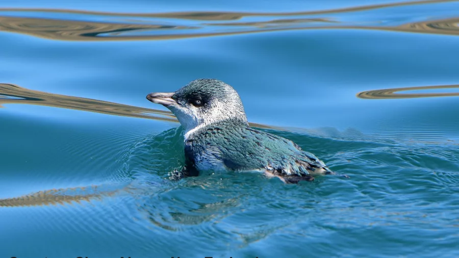 Little penguin swimming in clear blue water off the coast of Akaroa, New Zealand