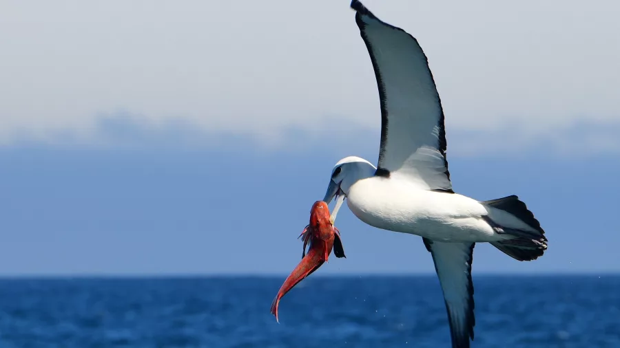 Buller’s albatross catching red fish mid-flight over the sea