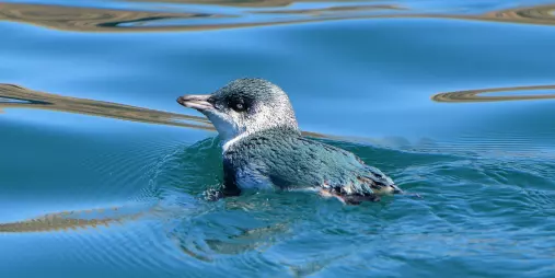 Little penguin swimming in clear blue water off the coast of Akaroa, New Zealand