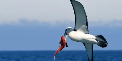 Buller’s albatross catching red fish mid-flight over the sea