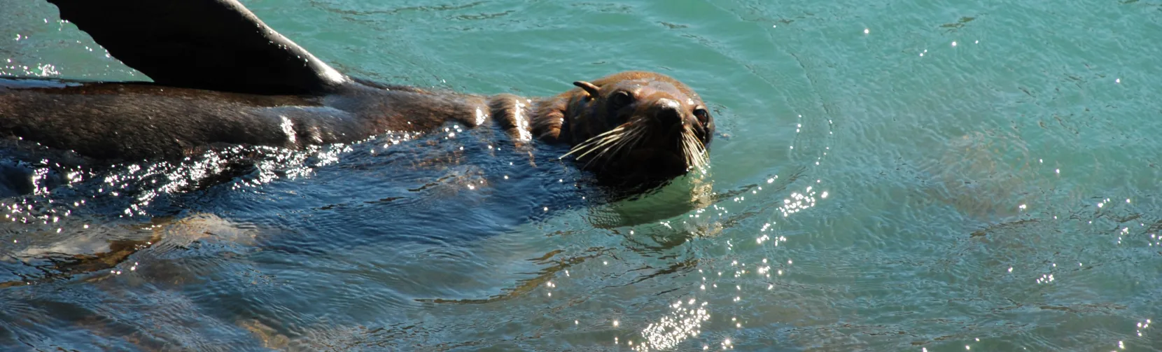New Zealand fur seal swimming in the waters off Banks Peninsula near Akaroa
