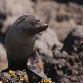 New Zealand fur seal pup resting on rocky coastline at Banks Peninsula