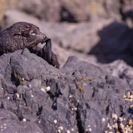 New Zealand fur seal grooming on rocky shore at Banks Peninsula