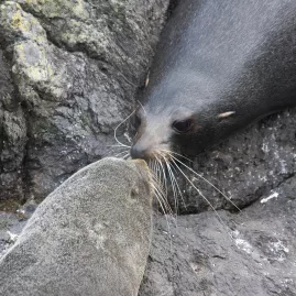 Two New Zealand fur seals touching noses on rocks at Banks Peninsula