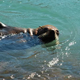 New Zealand fur seal swimming in the waters off Banks Peninsula near Akaroa