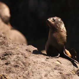 New Zealand fur seal pup sunbathing on rocks at Banks Peninsula near Akaroa