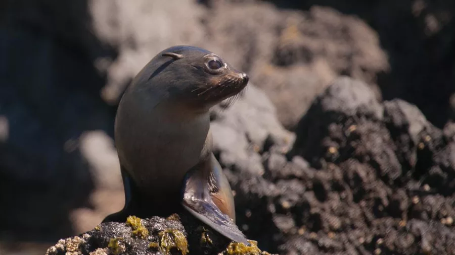 New Zealand fur seal pup resting on rocky coastline at Banks Peninsula
