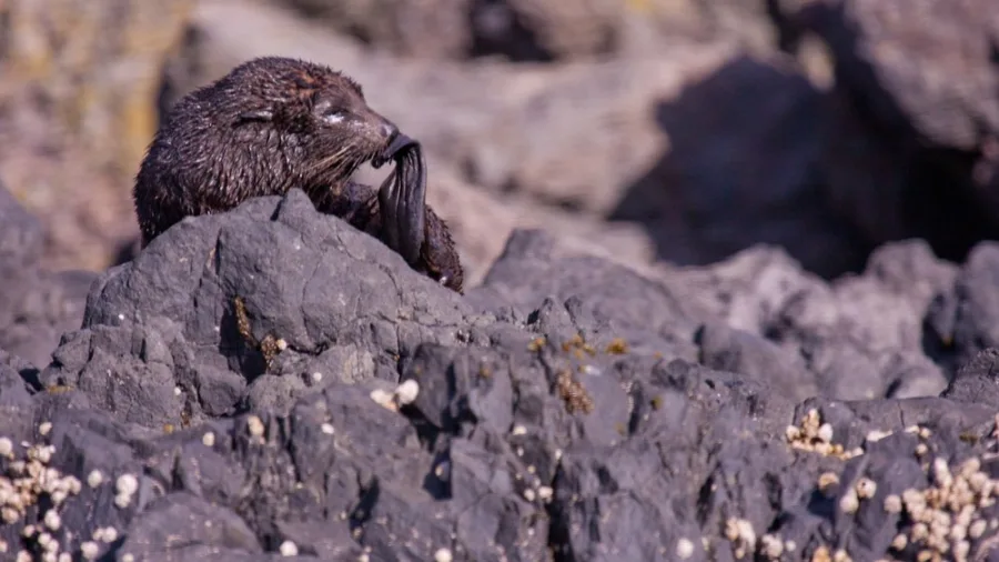 New Zealand fur seal grooming on rocky shore at Banks Peninsula