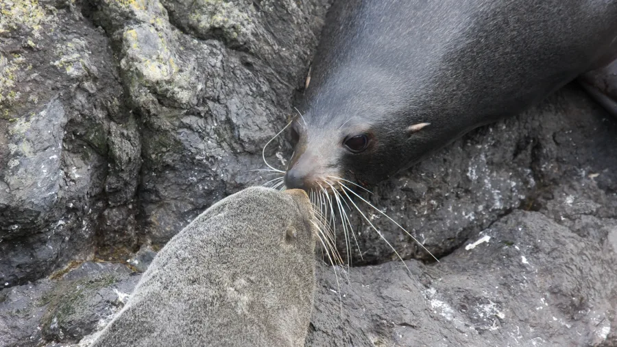 Two New Zealand fur seals touching noses on rocks at Banks Peninsula