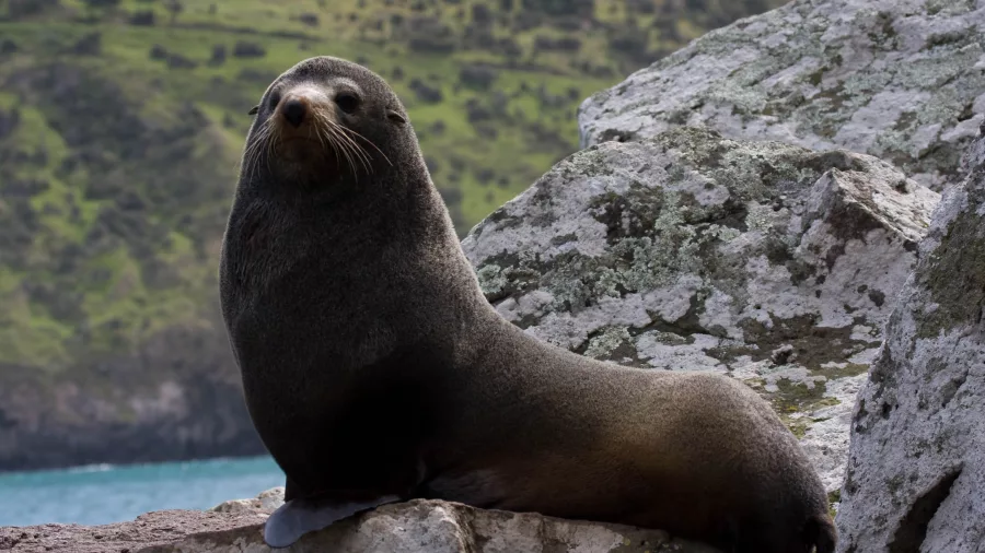 Adult New Zealand fur seal resting on coastal rocks at Banks Peninsula