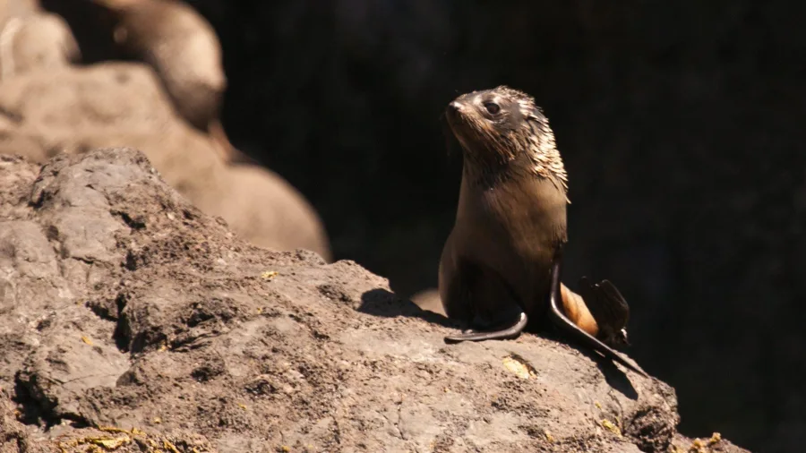 New Zealand fur seal pup sunbathing on rocks at Banks Peninsula near Akaroa