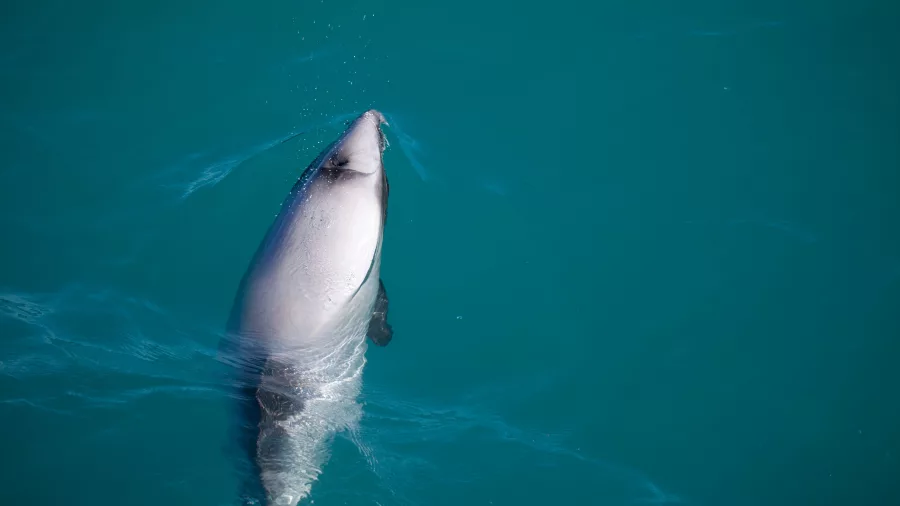 Hector’s dolphin swimming in clear waters at Pōhatu Marine Reserve