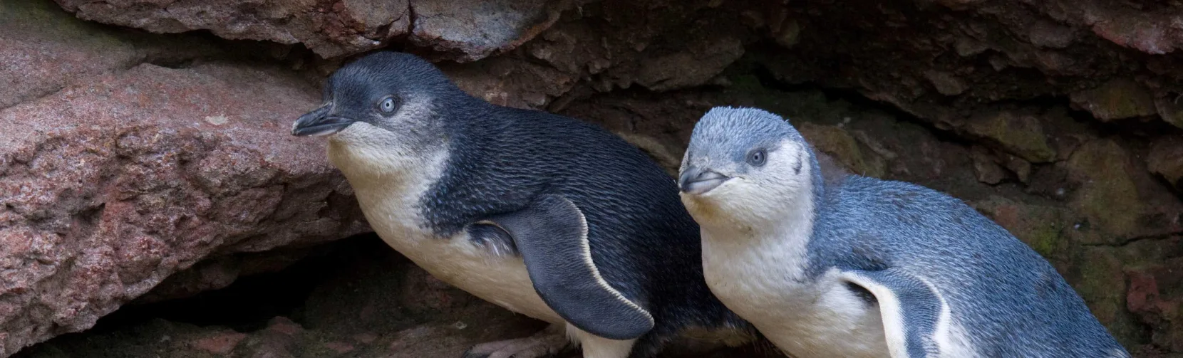Kororā Little Penguin pair emerging from rocky burrow at Banks Peninsula