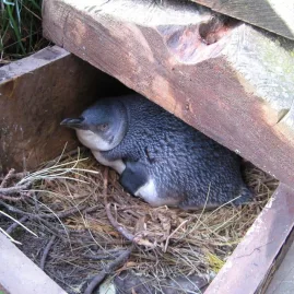 Kororā Little Penguin nesting inside a wooden box at Pōhatu Bay