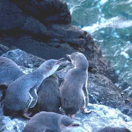 Two Kororā Little Penguins interacting on the rocks at Banks Peninsula