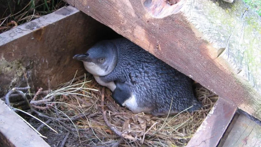 Kororā Little Penguin nesting inside a wooden box at Pōhatu Bay