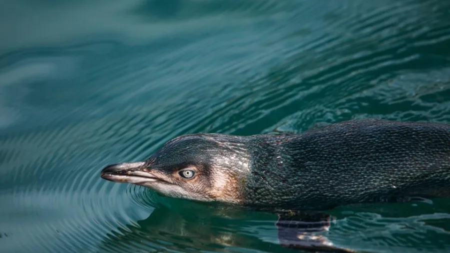 Close-up of Kororā Little Penguin swimming near Banks Peninsula