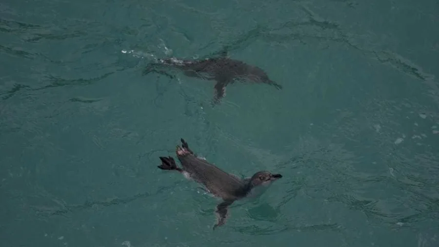 Kororā Little Penguins swimming together in Pōhatu Bay