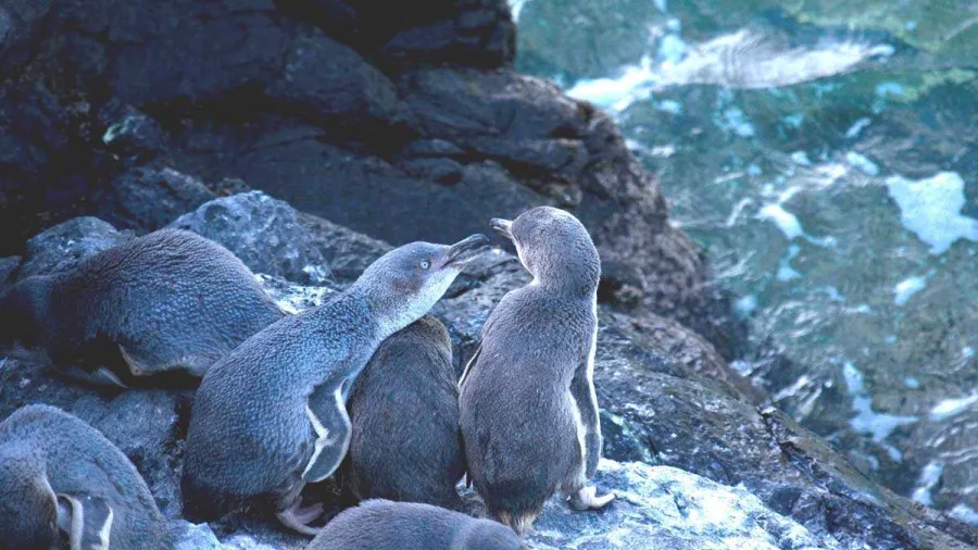 Two Kororā Little Penguins interacting on the rocks at Banks Peninsula