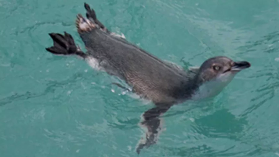 Kororā Little Penguin swimming in clear waters of Pōhatu Marine Reserve