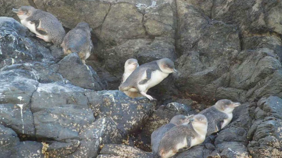 Kororā Little Penguins resting on coastal rocks at Pōhatu Bay