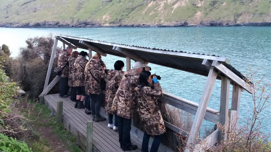 Visitors penguin watching from a hide at Pōhatu Bay