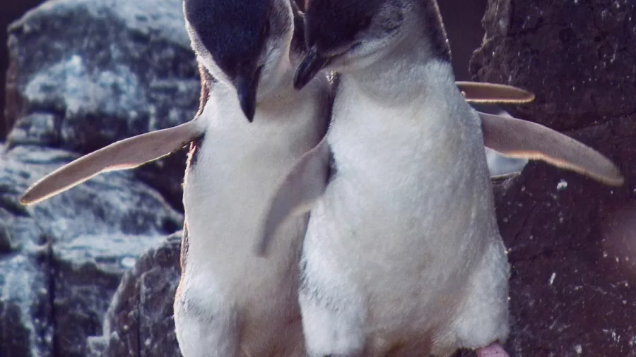 Two Kororā Little Penguins bonding on the rocks at Banks Peninsula